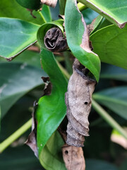 Cocoons or pupae are made from curled dry leaves, hanging among the fresh green leaves.