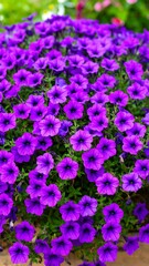 Fototapeta premium Vibrant purple flowers in a garden bed