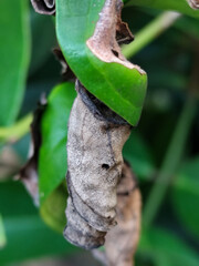 Cocoons or pupae are made from curled dry leaves, hanging among the fresh green leaves.
