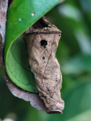 Cocoons or pupae are made from curled dry leaves, hanging among the fresh green leaves.