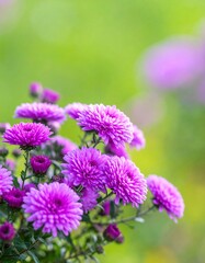 Vibrant purple chrysanthemum blossoms in soft focus against a blurred green background