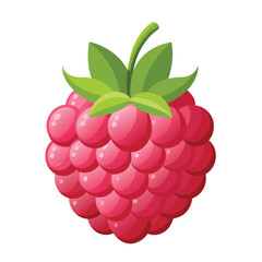 Raspberry vector illustration set. Collection of ripe raspberries isolated on background. Natural summer fruit .