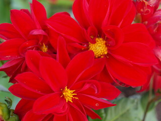 赤いダリアの花の生態写真