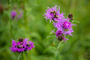 Wild bees pollinate thistle flowers.