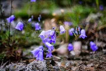Bluebells bloom on the rocky surface of Mount Sinyaya, in the village of Baranchinsky. Kushvinsky urban district. July 2025.