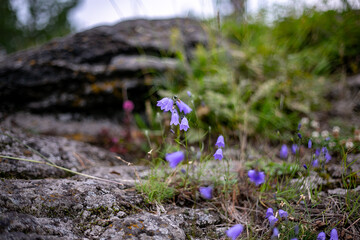 Bluebells bloom on the rocky surface of Mount Sinyaya, in the village of Baranchinsky. Kushvinsky urban district. July 2025.