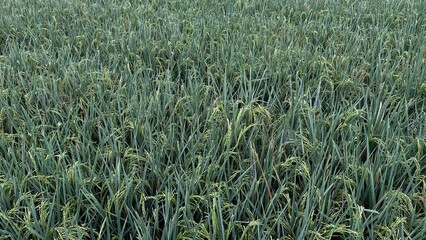 Top-down view of lush green rice plants growing densely in a paddy field