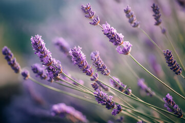 Fototapeta premium Macro of lavender buds swaying gently in breeze, shallow focus with soft purple and green palette, natural countryside background