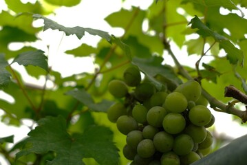 Fresh green grapes hanging on the vine in a vineyard