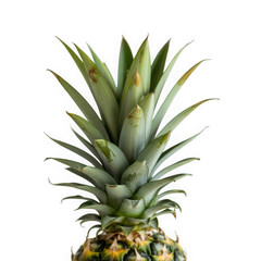 Fototapeta premium Close up of a pineapple crown with vibrant green leaves, isolated on transparent background