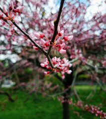 Pink cherry blossom. Analog image of sakura tree on cloudy day. Cherry blossom in a public park.
