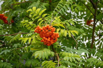 Close-up of a bright orange rowan berry cluster among vivid green leaves