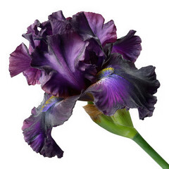 Dark purple iris flower on a white background