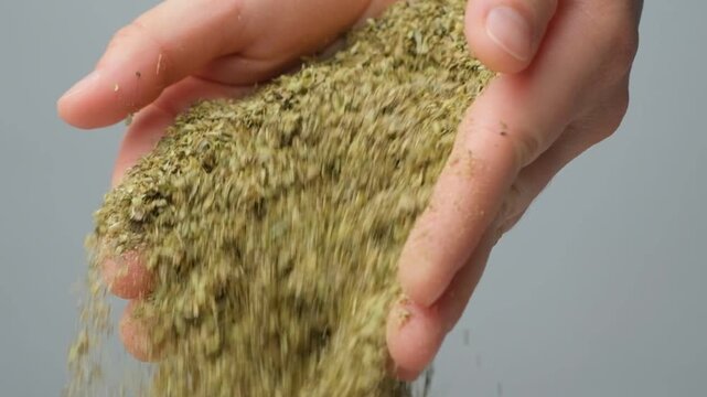 Dried natural oregano pouring from hands, slow motion