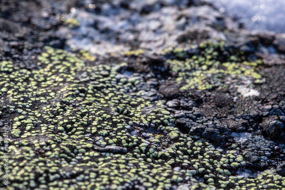 Wall mural natural lichen patterns on a stone surface. close-up side view. a macro photo of a lichen texture on