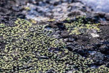 Natural lichen patterns on a stone surface. Close-up side view. A macro photo of a lichen texture on a rock with shallow depth of field and blurry background. The nature of the Arctic. Polar region.