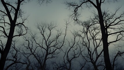 Eerie Forest Canopy Silhouette Against a Dark Sky Winter Treescape