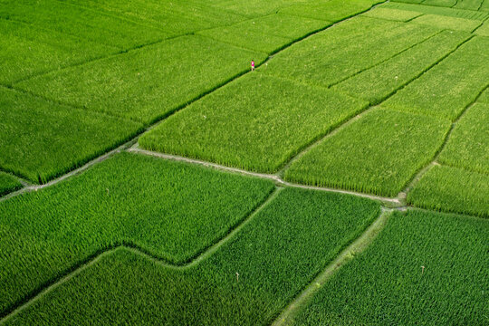 Chapai Nawabganj, Bangladesh - 04 April 2017: Aerial view of lush green paddy fields, an emerald tapestry woven with intricate patterns, where a lone figure walks amidst the vibrant landscape.