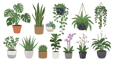 Fototapeta premium Illustration of various potted houseplants including monstera snake plant orchids and ferns in different pots