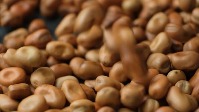 Whole dried raw uncooked vicia faba beans pour slow motion