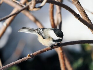 Chickadee perched on a winter branch