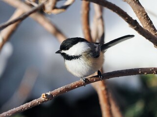 Obraz premium Black-capped chickadee perched