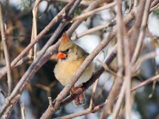 Female cardinal on a branch in sunlight.