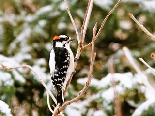 Woodpecker on a snowy branch