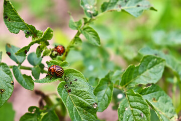 Colorado beetle eats potato leaves. Potato beetle larvae. The pest spoils the harvest.Leptinotarsa decemlineata