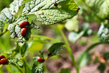 Colorado beetle eats potato leaves. Potato beetle larvae. The pest spoils the harvest.Leptinotarsa decemlineata