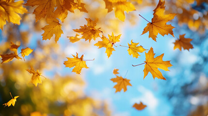 autumn leaves on blue sky