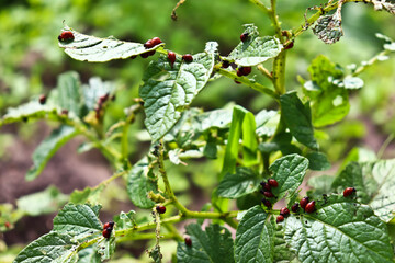 Colorado beetle eats potato leaves. Potato beetle larvae. The pest spoils the harvest.Leptinotarsa decemlineata
