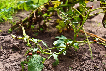 Colorado beetle eats potato leaves. Potato beetle larvae. The pest spoils the harvest.Leptinotarsa decemlineata