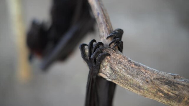 Fruit bat or flying fox - Pteropus giganteus. Tourist zone in Bali, Indonesia