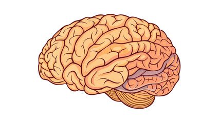 Detailed illustration of a human brain showcasing anatomical features and structures in a clear and colorful representation for educational purposes