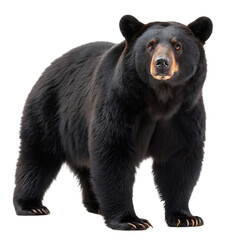 Fototapeta premium A full body shot of a black bear standing upright looking forward isolated on a black background