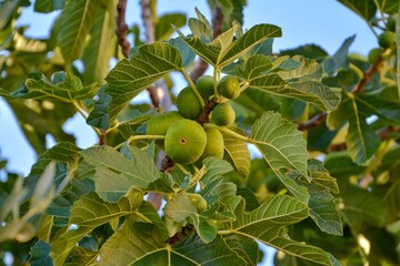 green Figs on tree
