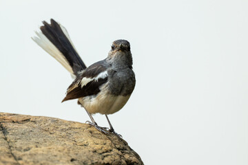 Oriental Magpie-Robin Perched on Rock with Tail Fanned Display