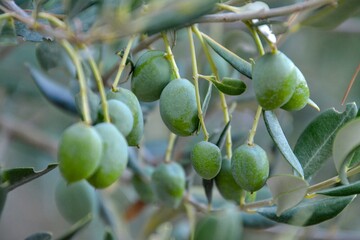 green olives on tree