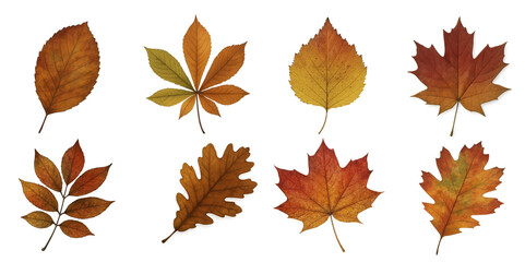Autumn leaves collection isolated on white background. Yellow maple, chestnut, oak and birch leaf seasonal fall foliage set.