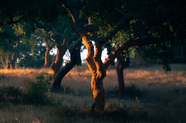 Sobreiros ao nascer do sol