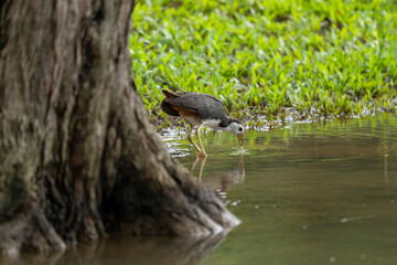 White-breasted Waterhen Feeding in Shallow Water Among Mangrove Tree Roots