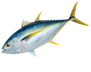 Fototapeta premium Isolated image of a yellowfin tuna with blue and silver body and yellow fins on a black background