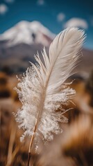 Close up of a single, white feather covered in tiny droplets, set against a blurred backdrop of a snow capped mountain and dry, brown grass.