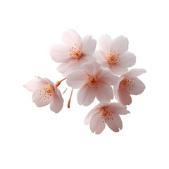 Fototapeta premium A delicate arrangement of pink cherry blossoms, showcasing their soft petals and vibrant stamens against a white isolated background.