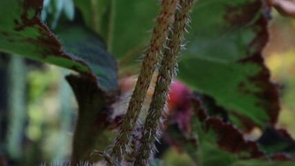 Close-up of a hairy stem with green leaves, and a glimpse of a pink flower in the background, showcasing plant textures.