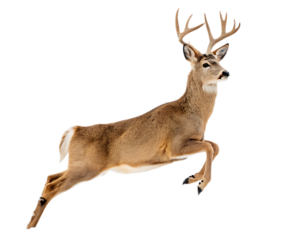 A deer with antlers leaping forward against a black background in a dynamic pose showing movement