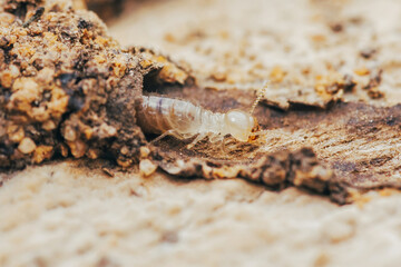 Worker termite crawling on wood destroying a house structure