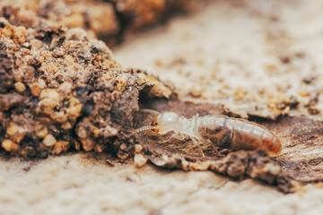 Worker termite emerging from its nest in decaying wood