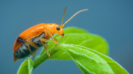 Aulacophora indica crawling on green leaf: macro photography